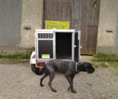 Transporter des animaux
