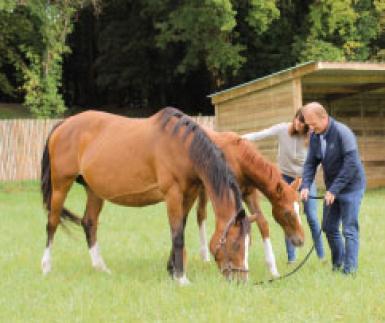 Transporter 2 chevaux