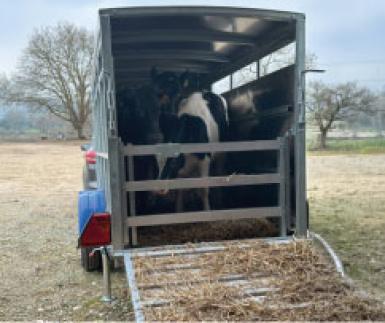 Transporter des animaux vivants